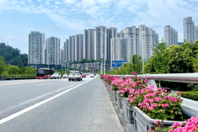 北京路：三季有花 四季常绿